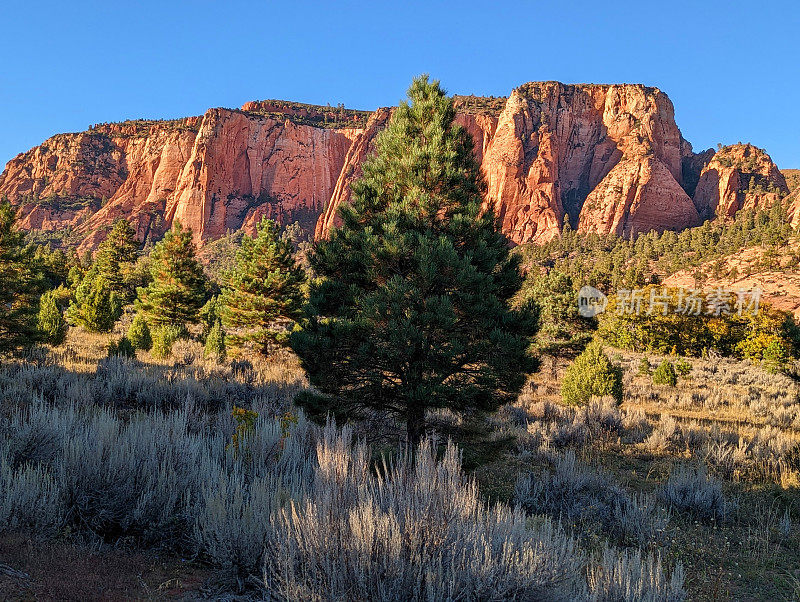 锡安国家公园Kolob梯田路上的高沙漠景观和植被，靠近Hop Valley Trailhead，在傍晚的光线下可以看到Kolob悬崖